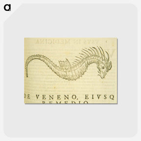 アートポストカード-Sea-Horse Illustration
 - 国立医学図書館 Postcard.