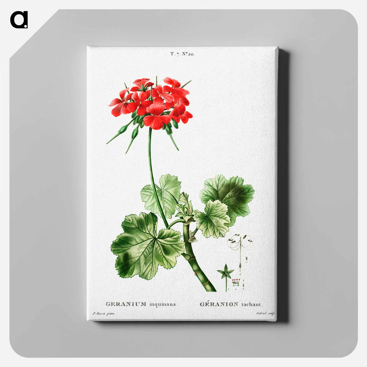 アートパネル-Scarlet geranium - ピエール ジョゼフ ルドゥーテ Canvas.