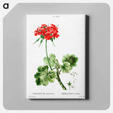 アートパネル-Scarlet geranium - ピエール ジョゼフ ルドゥーテ Canvas.