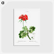 アートポストカード-Scarlet geranium - ピエール ジョゼフ ルドゥーテ Postcard.