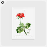アートポストカード-Scarlet geranium - ピエール ジョゼフ ルドゥーテ Postcard.