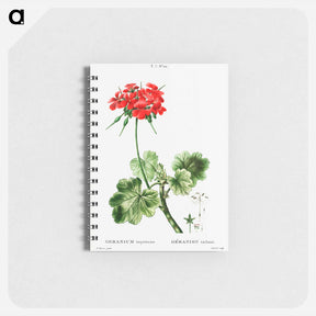 アートメモ帳-Scarlet geranium - ピエール ジョゼフ ルドゥーテ Memo.