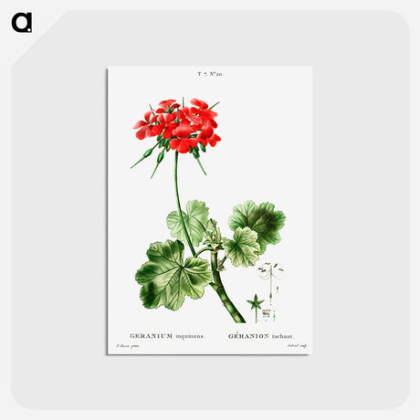 アートポストカード-Scarlet geranium - ピエール ジョゼフ ルドゥーテ Postcard.