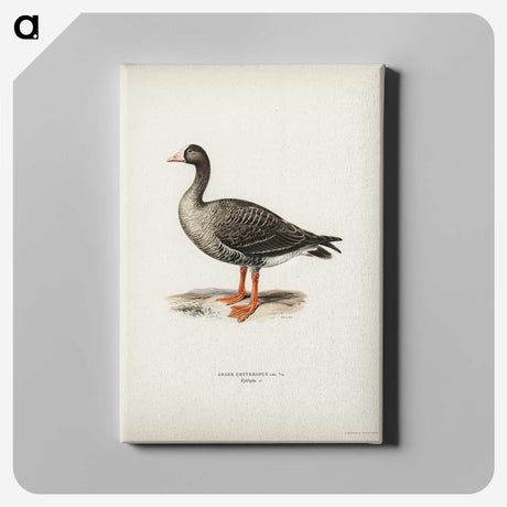 3-35_Svenska-Faglar_canvas