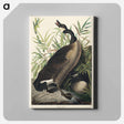 アートパネル-Canada Goose from Birds of America
 - アメリカの鳥たち Canvas.