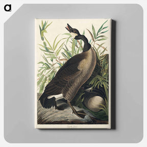 アートパネル-Canada Goose from Birds of America
 - アメリカの鳥たち Canvas.
