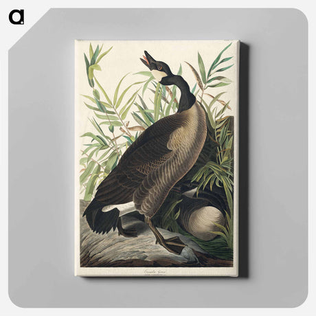 アートパネル-Canada Goose from Birds of America
 - アメリカの鳥たち Canvas.