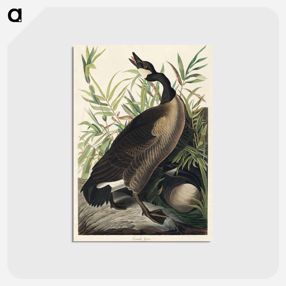 アートポストカード-Canada Goose from Birds of America
 - アメリカの鳥たち Postcard.