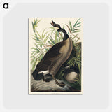 アートポストカード-Canada Goose from Birds of America
 - アメリカの鳥たち Postcard.