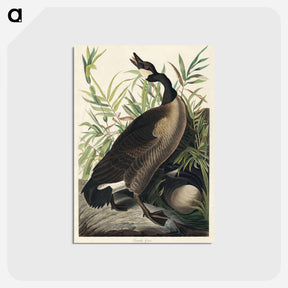 アートポストカード-Canada Goose from Birds of America
 - アメリカの鳥たち Postcard.