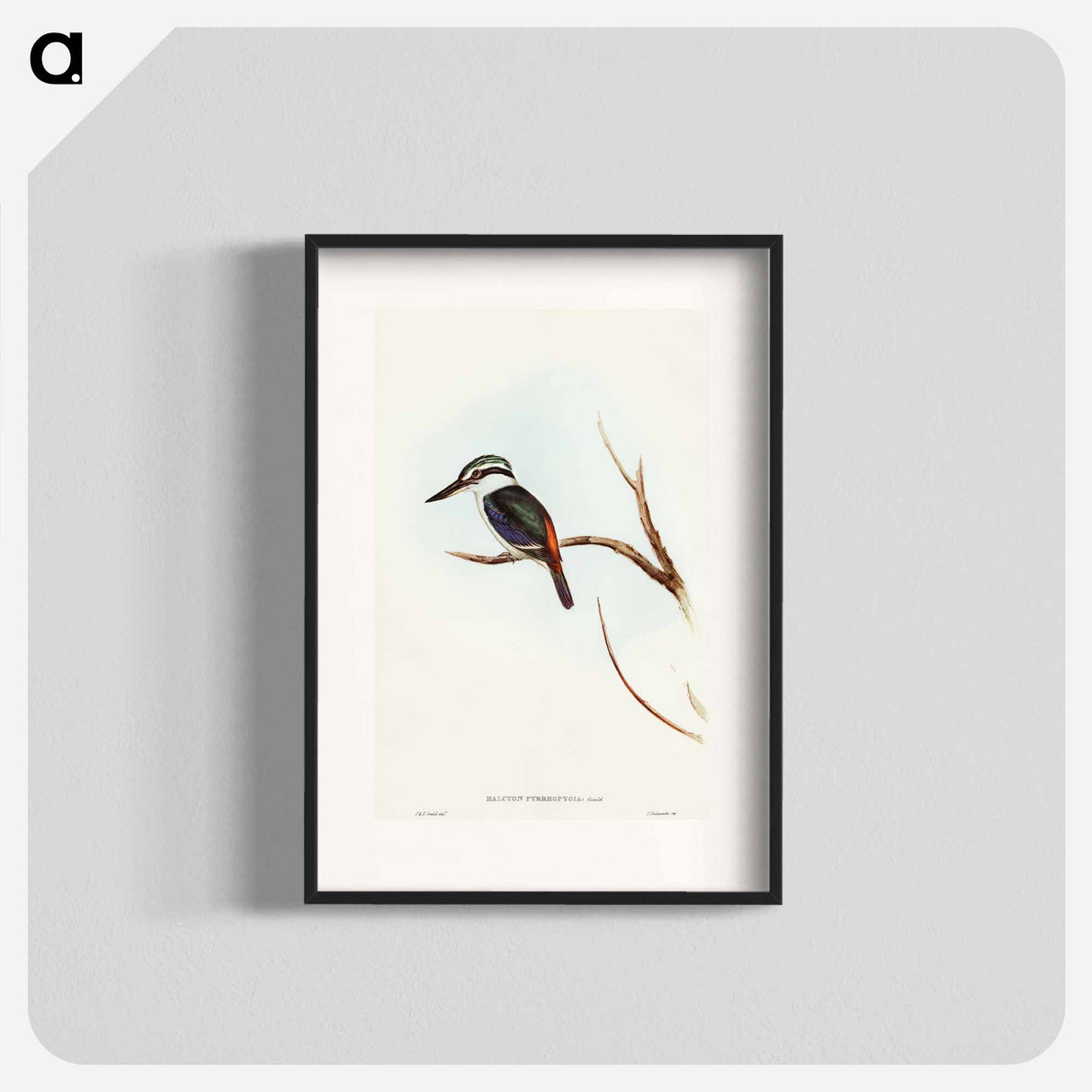 アートポスター-Red-backed Halcyon
 - オーストラリアの鳥 Poster.
