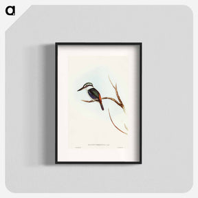アートポスター-Red-backed Halcyon
 - オーストラリアの鳥 Poster.