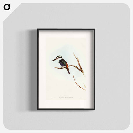 アートポスター-Red-backed Halcyon
 - オーストラリアの鳥 Poster.