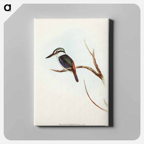 アートパネル-Red-backed Halcyon
 - オーストラリアの鳥 Canvas.