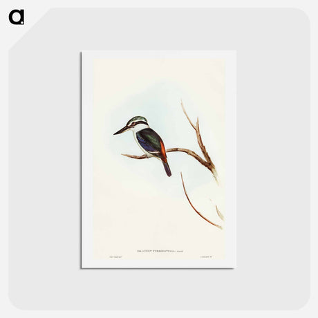 アートポストカード-Red-backed Halcyon
 - オーストラリアの鳥 Postcard.