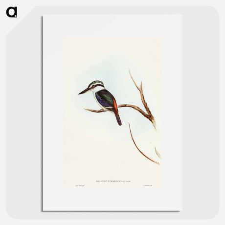 アートポスター-Red-backed Halcyon
 - オーストラリアの鳥 Poster.