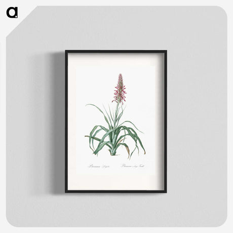 3-35_The-Lilies_blk