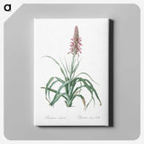 3-35_The-Lilies_canvas