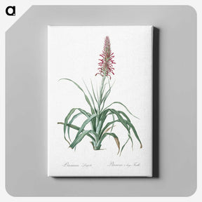 3-35_The-Lilies_canvas