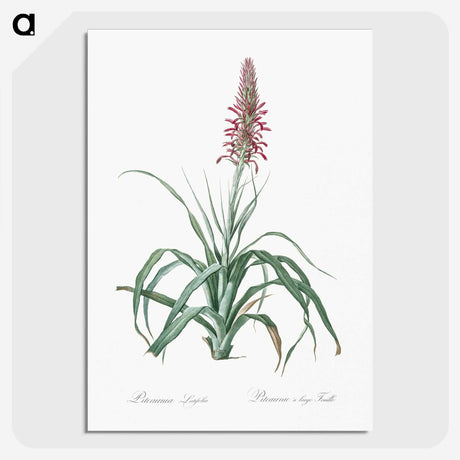 3-35_The-Lilies_picture-crop