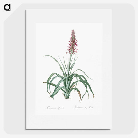 3-35_The-Lilies_picture