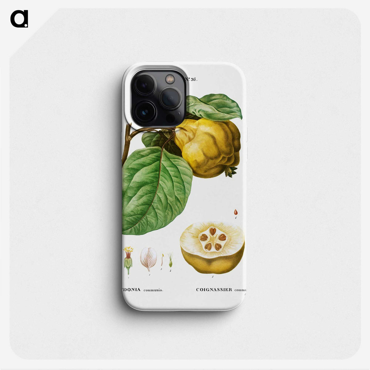 3-35_Treatise-on-Trees-and-Shrubs_phone