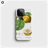 3-35_Treatise-on-Trees-and-Shrubs_phone