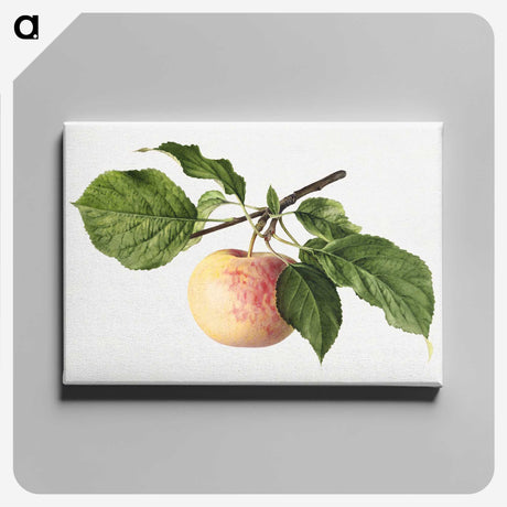 3-35_USDA-Watercolor-Fruit-Painting-Collection_canvas