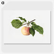 3-35_USDA-Watercolor-Fruit-Painting-Collection_picture