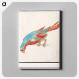 Parrot - アンセルムス ボエティウス デ ブート Canvas.