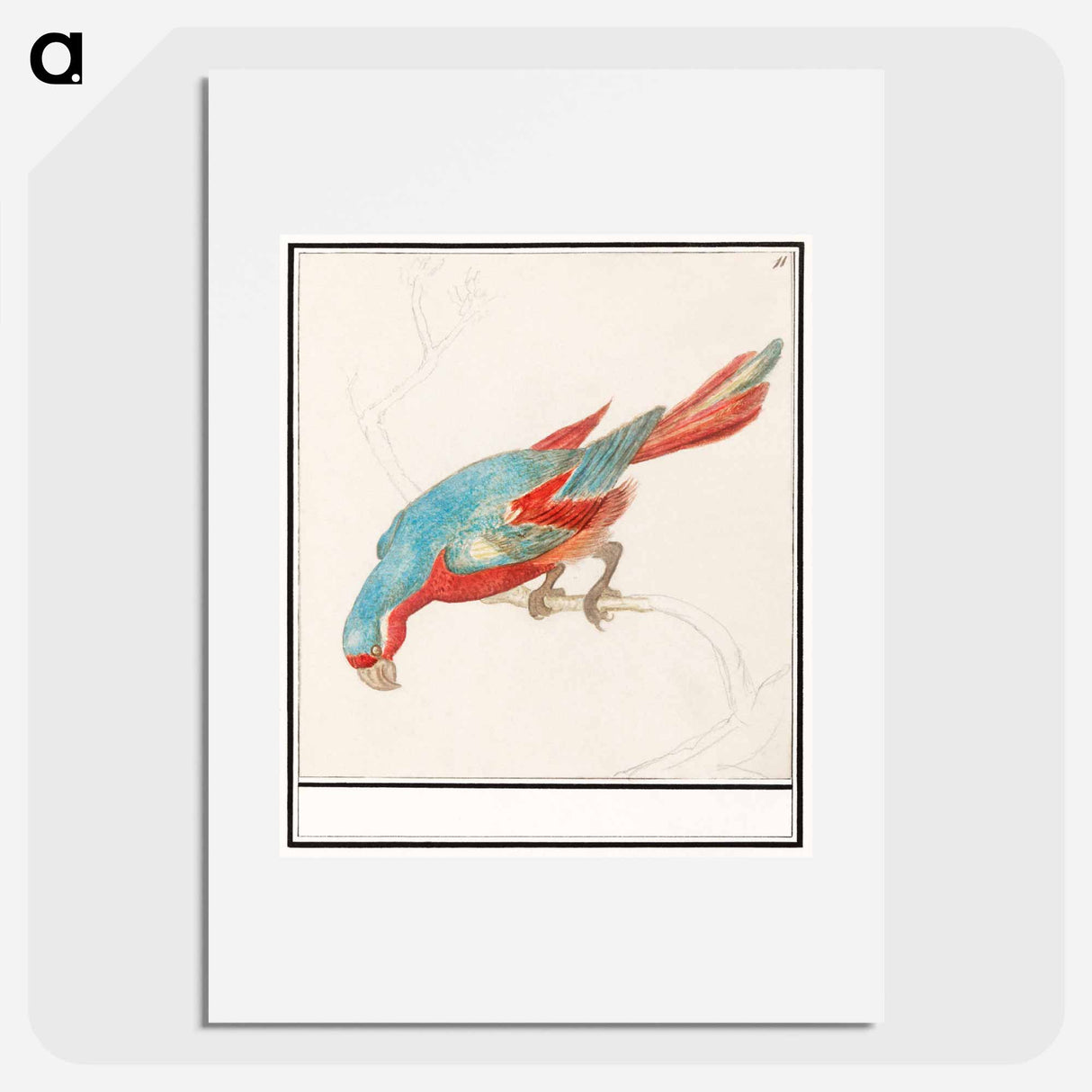 Parrot - アンセルムス ボエティウス デ ブート Poster.