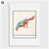 Parrot - アンセルムス ボエティウス デ ブート Poster.