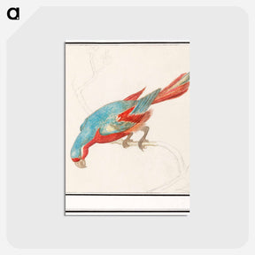 アートポストカード-Parrot - アンセルムス ボエティウス デ ブート Postcard.