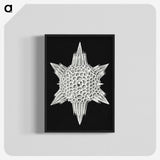 3-36_Ernst-Haeckel_blk-crop