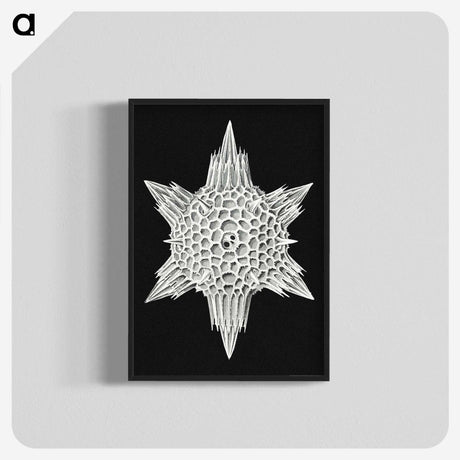 3-36_Ernst-Haeckel_blk-crop