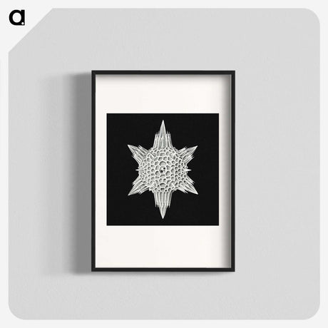3-36_Ernst-Haeckel_blk
