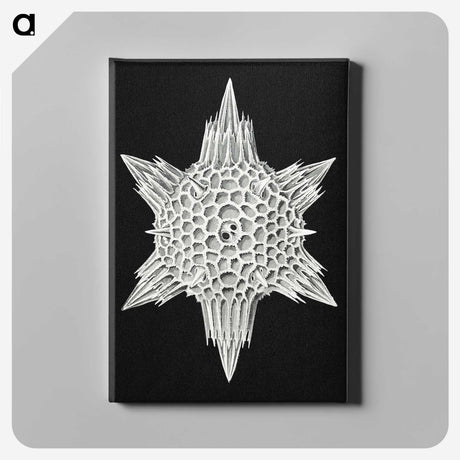 3-36_Ernst-Haeckel_canvas