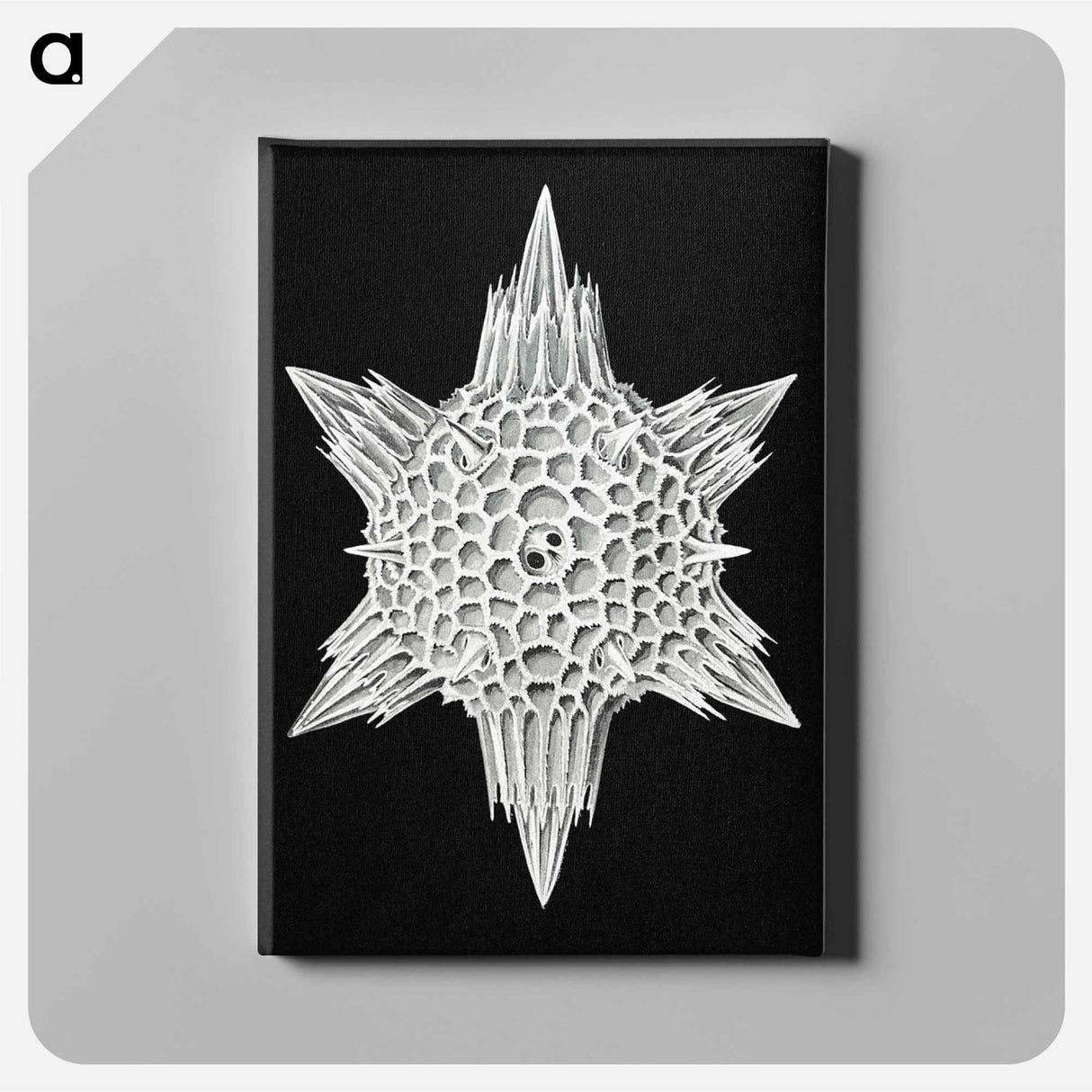 Vintage marine life illustration - エルンスト ヘッケル Canvas.