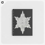 3-36_Ernst-Haeckel_memo