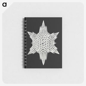 3-36_Ernst-Haeckel_memo