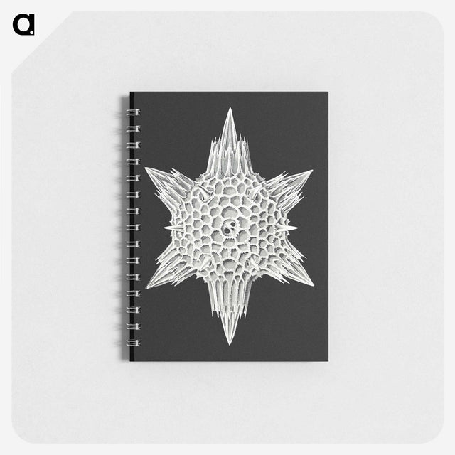 3-36_Ernst-Haeckel_memo