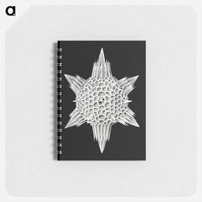アートメモ帳-Vintage marine life illustration - エルンスト ヘッケル Memo.