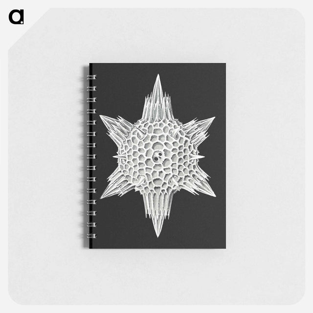 アートメモ帳-Vintage marine life illustration - エルンスト ヘッケル Memo.