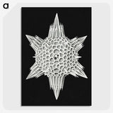 3-36_Ernst-Haeckel_picture-crop