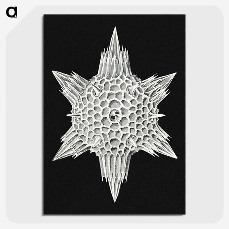3-36_Ernst-Haeckel_picture-crop