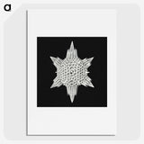 3-36_Ernst-Haeckel_picture