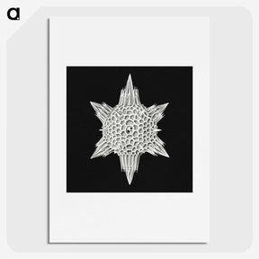 3-36_Ernst-Haeckel_picture