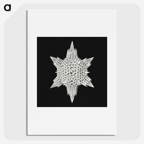 3-36_Ernst-Haeckel_picture