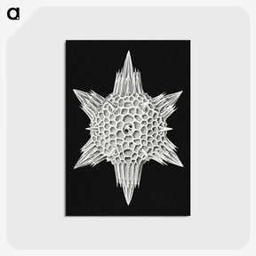 3-36_Ernst-Haeckel_postcard