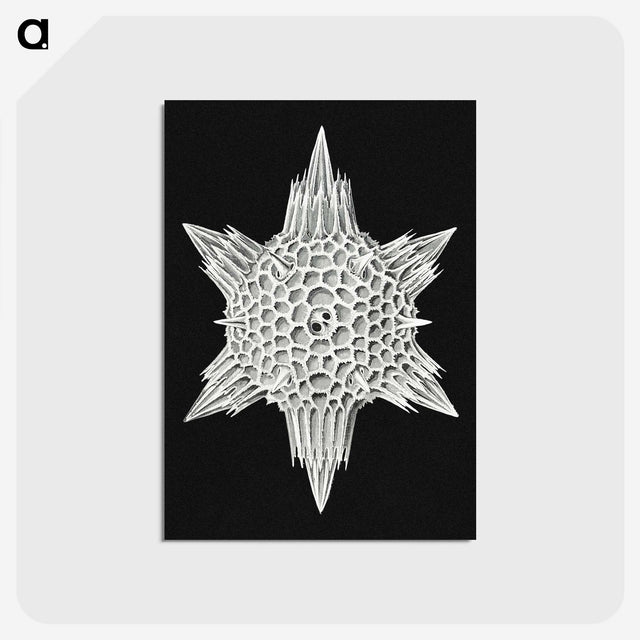 3-36_Ernst-Haeckel_postcard